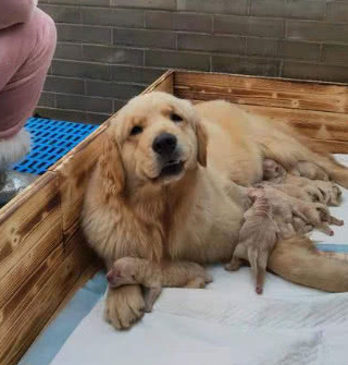 金毛妈躺在狗窝里,主人靠近后一脸惊喜,9只小金毛萌到招架不住