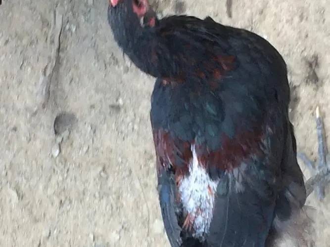 鸡出现啄毛,背部掉毛是什么原因?该如何解决?_羽毛_营养_方案