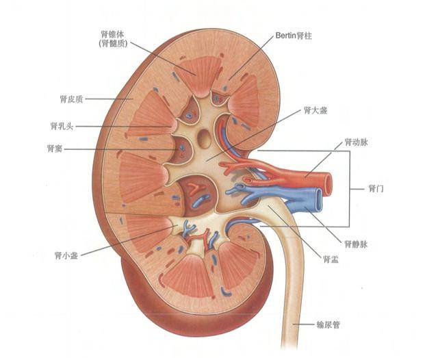 多喝水到底会不会导致肾脏压力增高