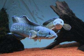 地图_嘴巴_鹦鹉