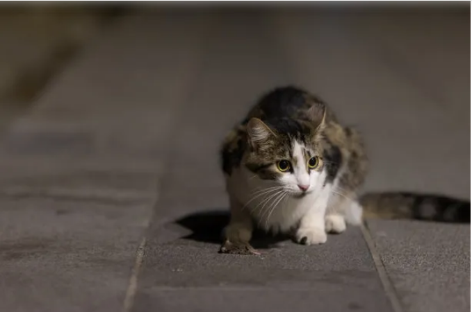 因为与家猫杂交太多,苏格兰野猫灭绝了_人类_英国_遗传