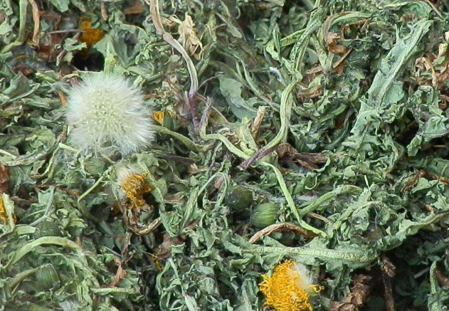 蒲公英看似普通的山野菜,但这4个功效还是很不错的,不妨了解下_效果