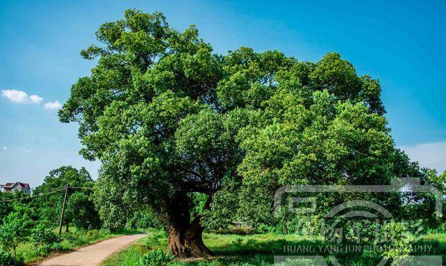 中国1200年树龄的古樟,隐藏在赣江边的小村里,知道的江西人很少_樟树
