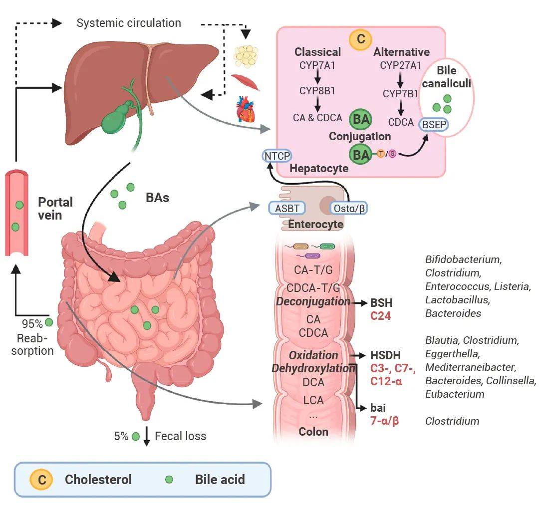 肠道菌群代谢化合物在肿瘤免疫研究中的应用 - medc