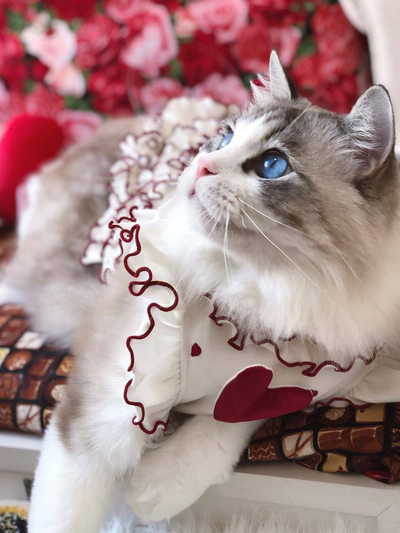 传说中的贵妇布偶猫,奢华的看得我心都碎了!