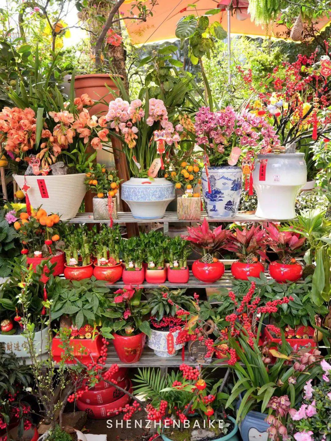 从便利度和花材种类来看,八卦岭花卉中心算得上是福田人日常买花的