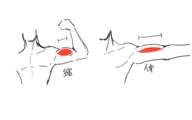 妙笔成画教育:教你人物手臂姿势的画法教程!_肌肉_肘部_男性