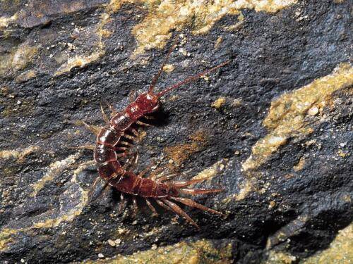 湖北养殖场拆迁律师-男子看完评估报告不满蜈蚣养殖场补偿怎么办_征收