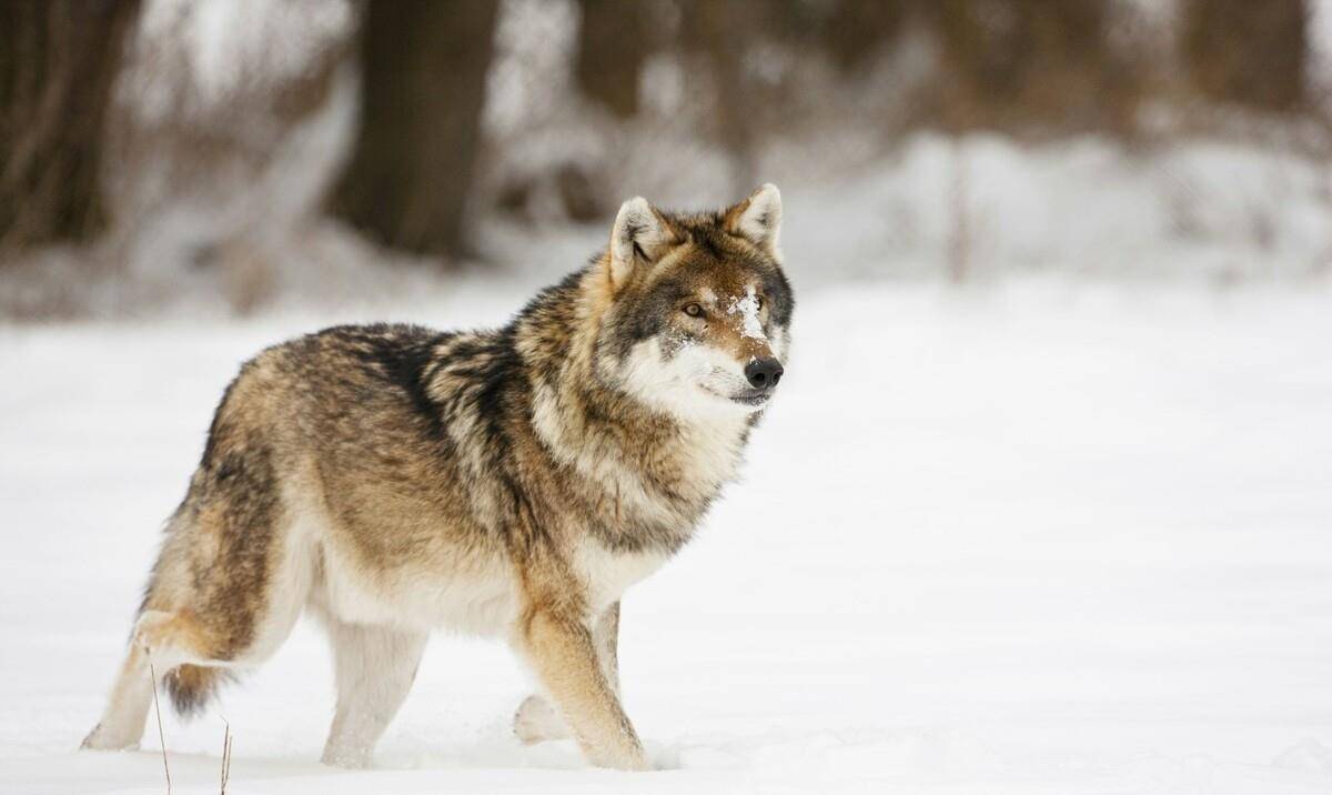 林二丫和五狼崛起林海雪原,五狼先后咬死"狗豺狼"仨坏警察_松花江畔