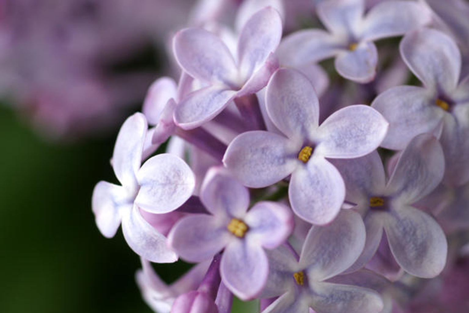 这三个星座咸鱼翻身,运势节节高_狮子座_财富_机会