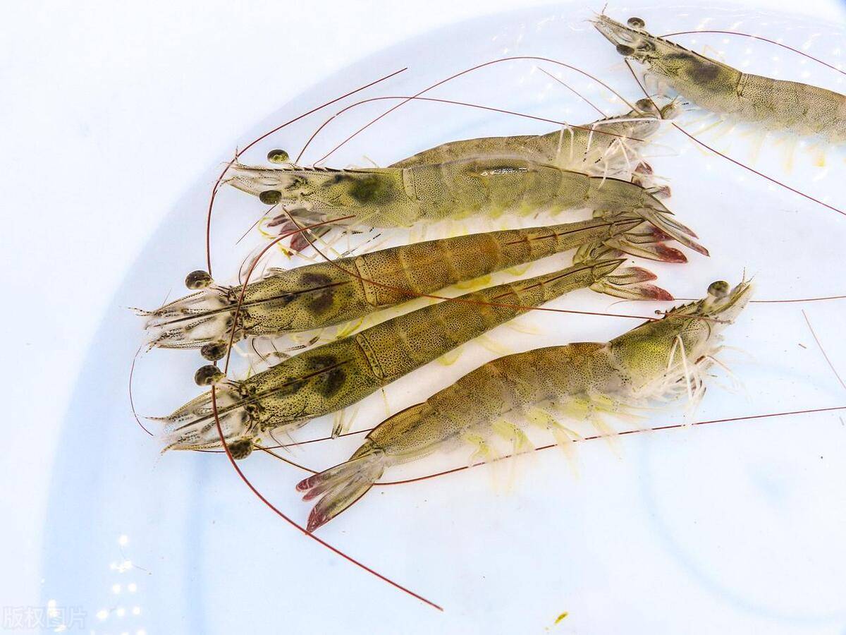 吃基围虾好处竟然如此之多?_维生素_食物_生活