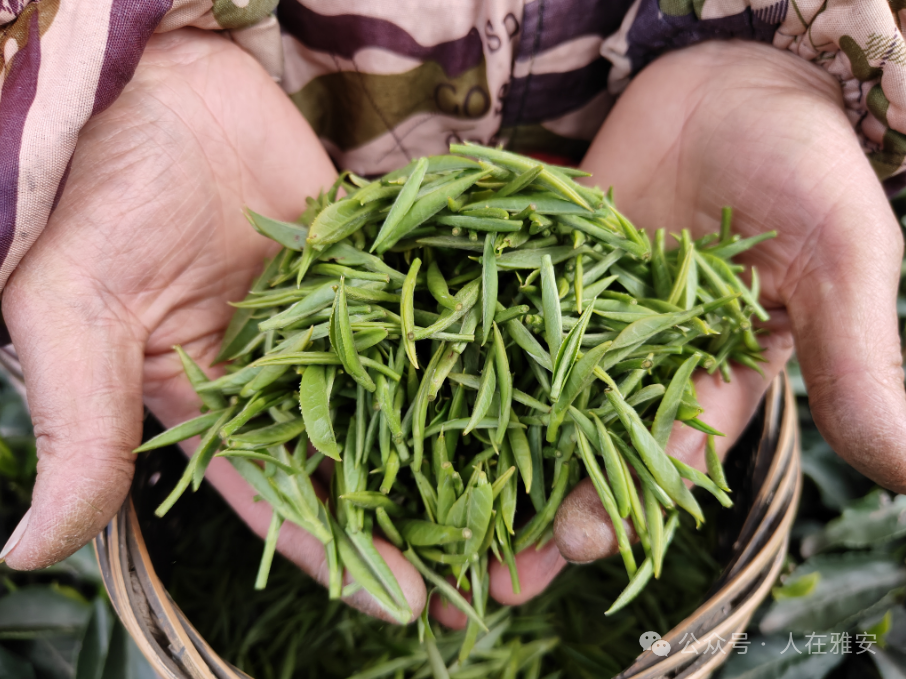 茶香报信 春到雅安丨2024年春茶上市啦!_前进镇_茶叶_种植