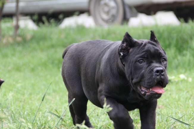 卡斯罗犬应该怎样喂养,要注意哪些,新手要知道的_时候_狗狗_主人