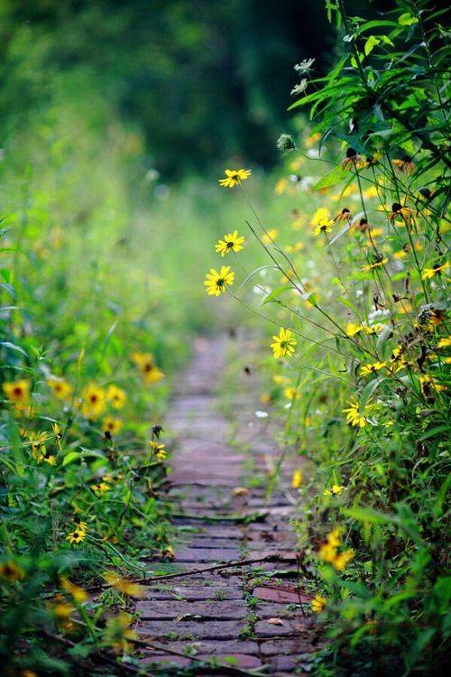 造一方小院,静听花开花落,岁月悠长_生活_庭院_宁静