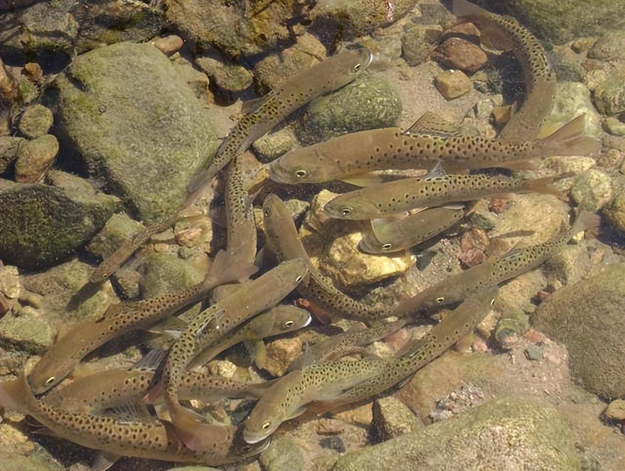 神秘梅花鱼起死回生?在秦岭深处大群出现,这么多还需要保护吗?