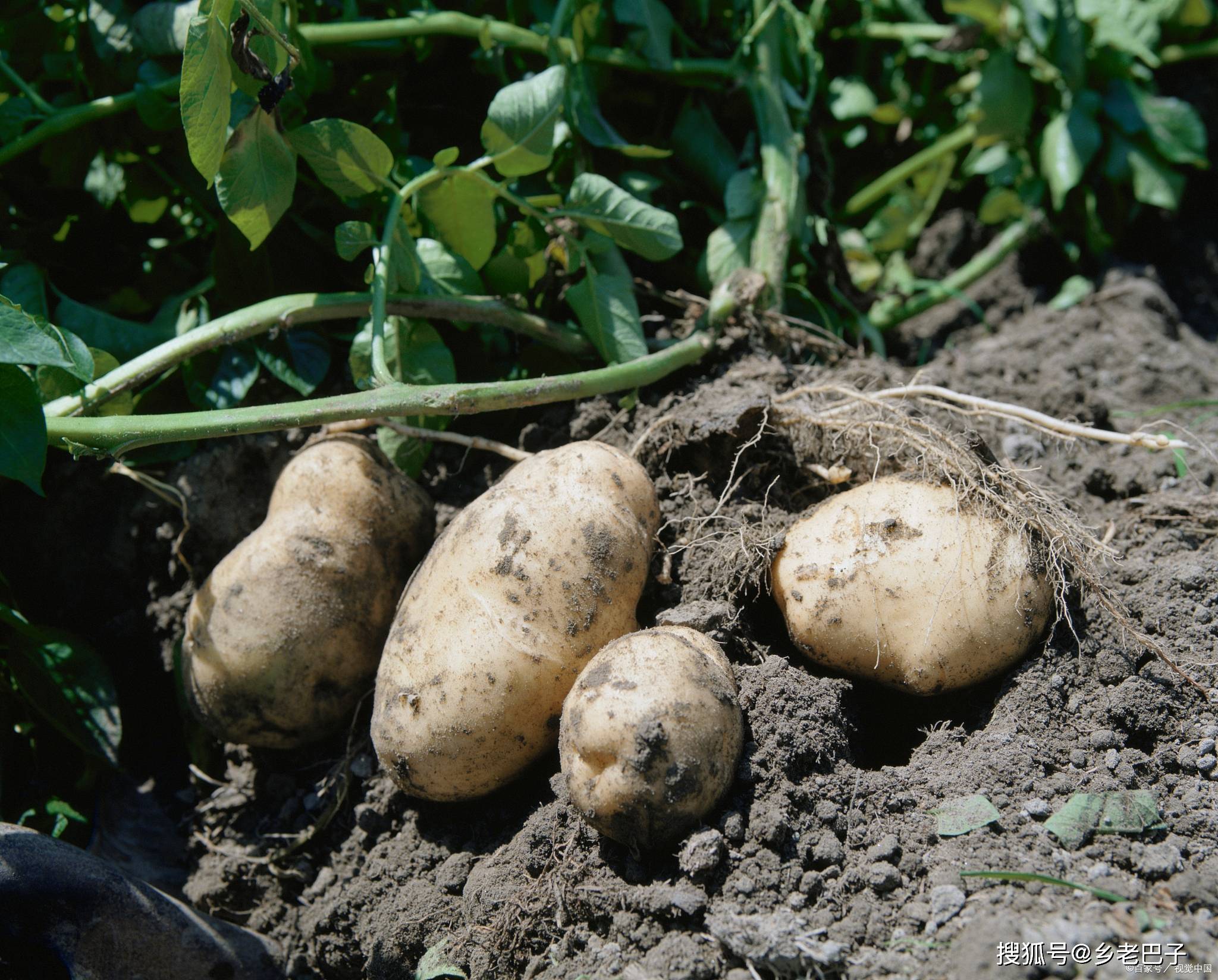 马铃薯浇水促增产,抓住这5点,节水还省事_排水_影响_土壤