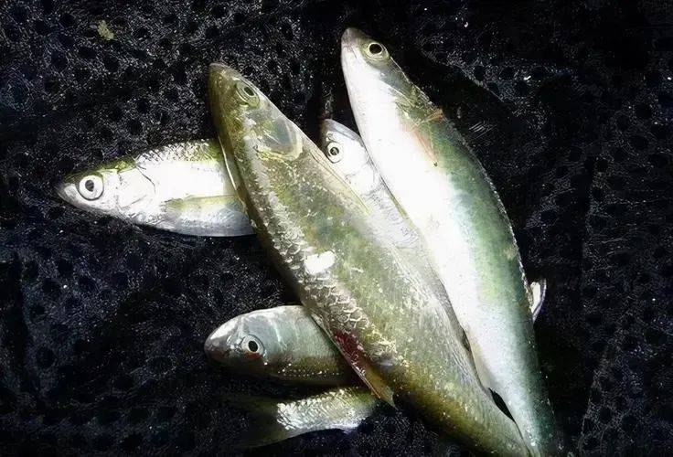 白漂子(学名:42条,白鲦)主要分布于中国的东部地区,喜欢群聚栖息于