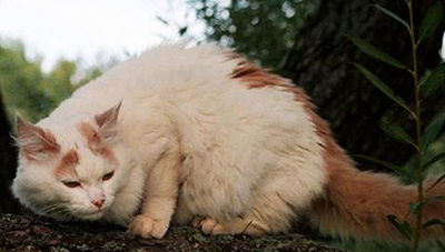 土耳其梵猫对猫粮有要求吗_猫咪_热量_蛋白质