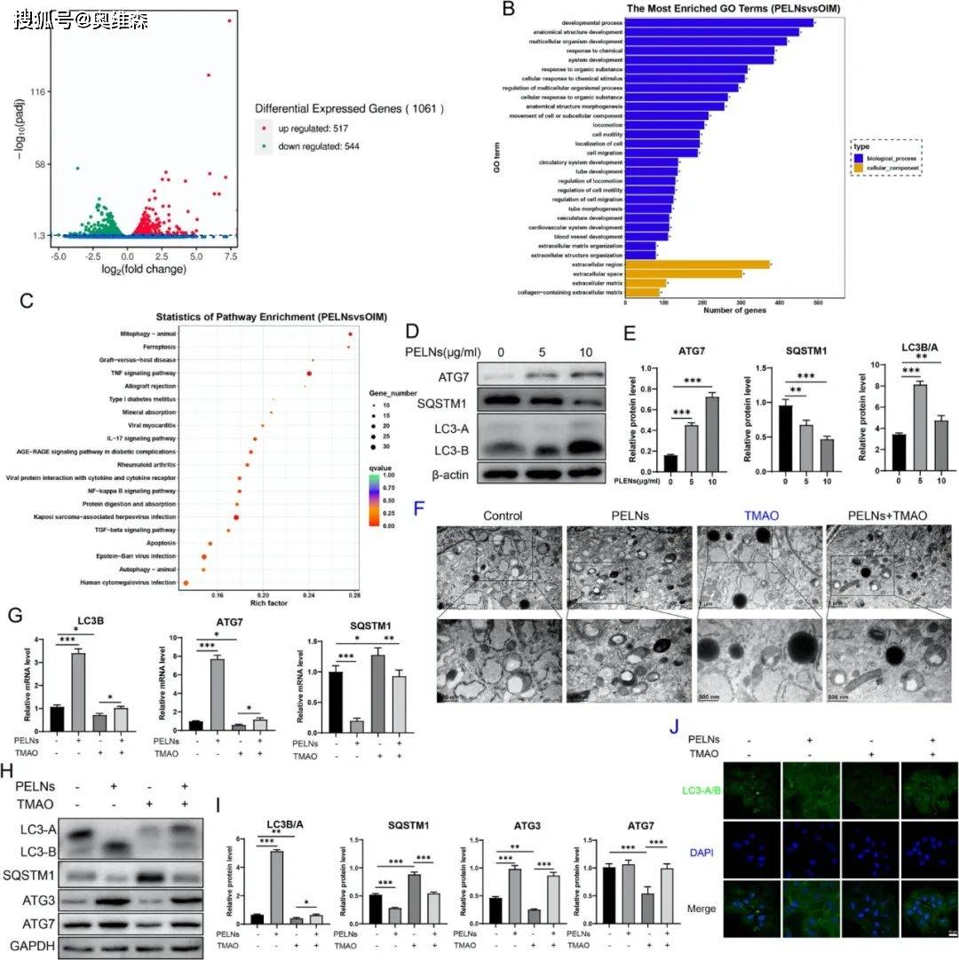 奥维森科技:微生物组学 转录组学研究肠道菌群对骨质
