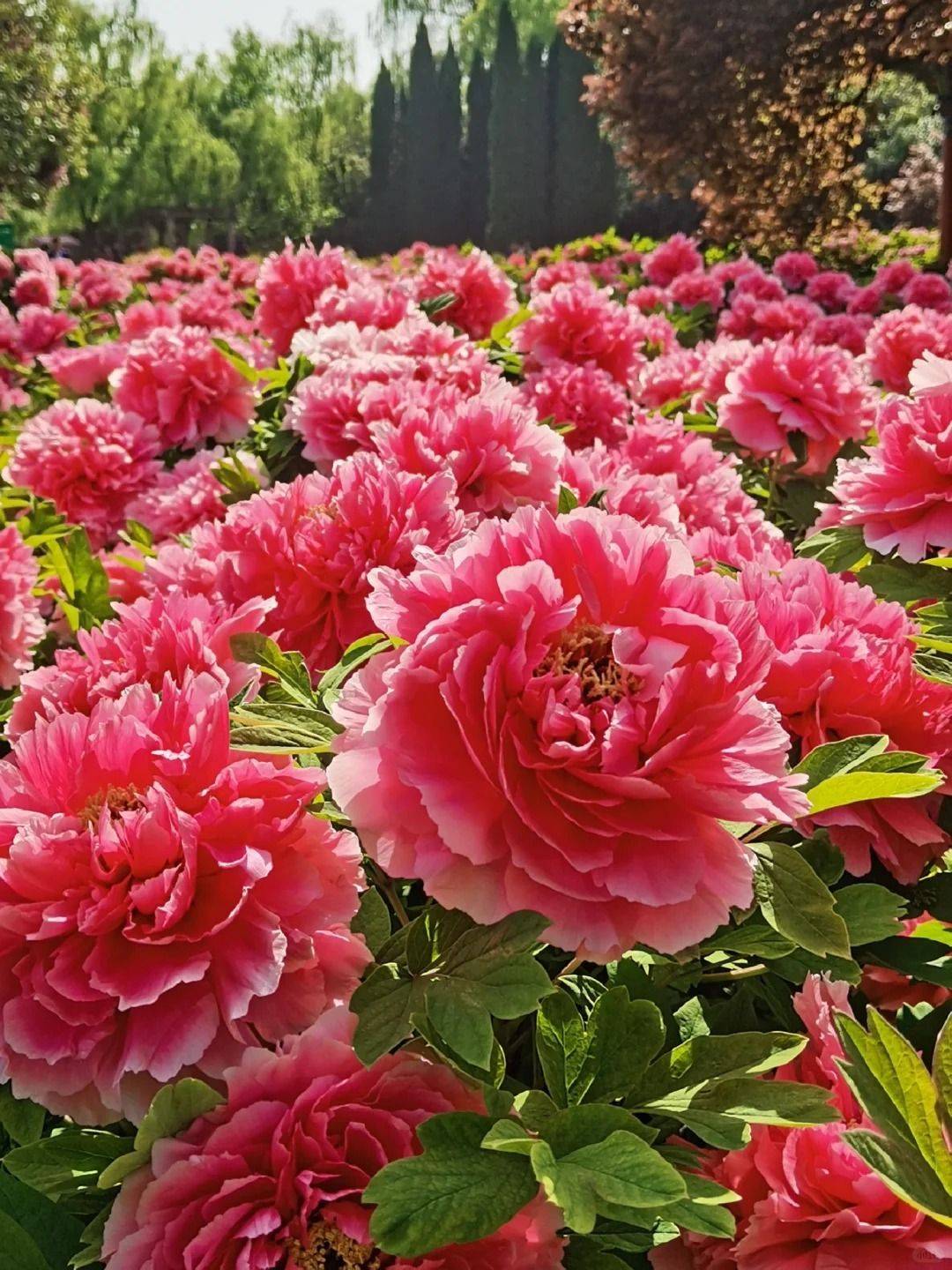 牡丹花_花会_张扬