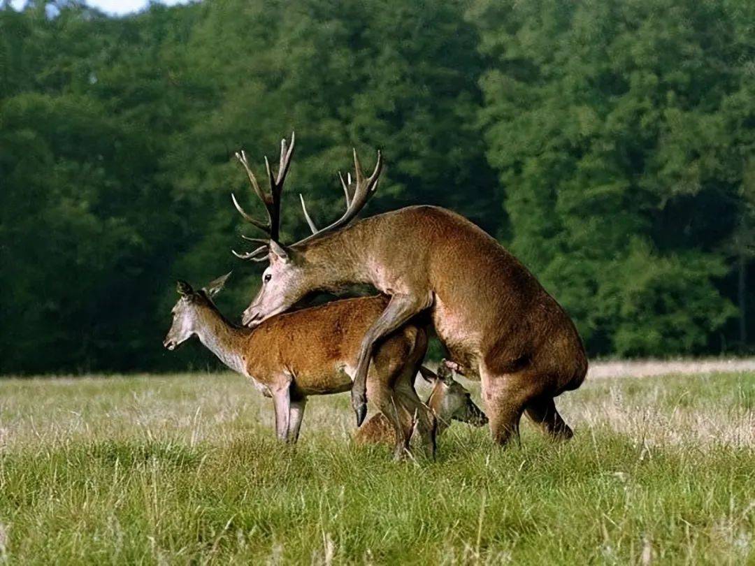 肋骨_进化_指骨