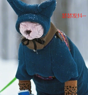 铲屎官带无毛猫看雪,猫咪瑟瑟发抖,这身蓝装不行起码得紫装_一身_样子
