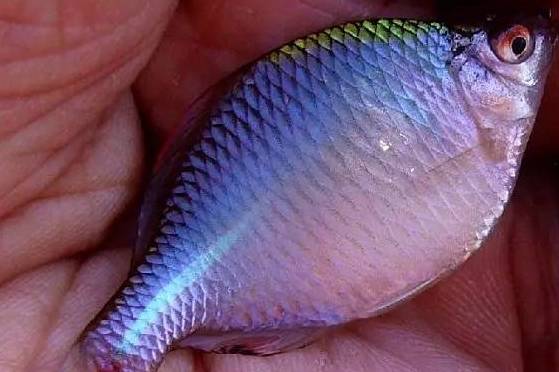 鳑鲏_椒盐_小时