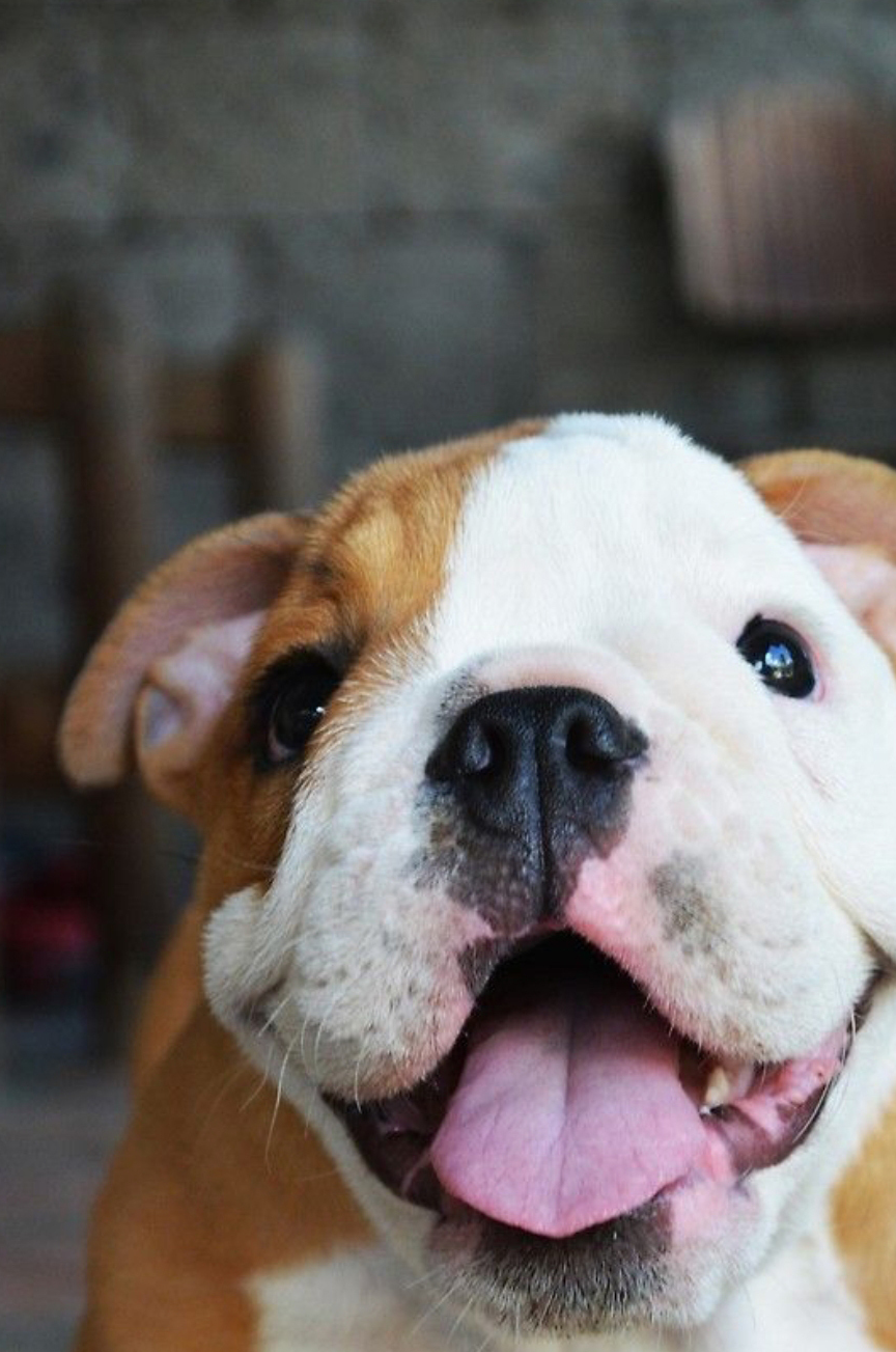 如今,英国斗牛犬的外形更为粗壮,口鼻部也更短,这使它们可能面临着