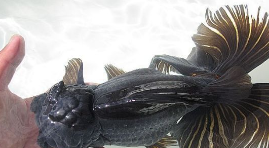 新手学堂:金鱼鱼鳍的这些讲究,你知道吗?_臀鳍_背鳍_尾鳍