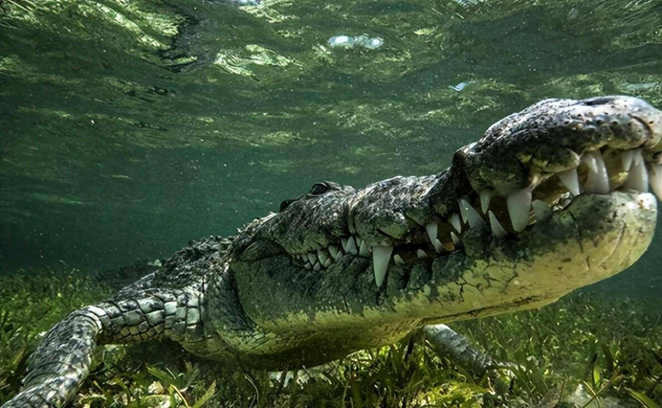 非洲象在河边喝水,被鳄鱼一口咬住鼻子,大象没了鼻子还能活吗?