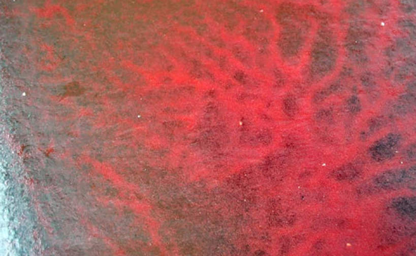 各种饵料该如何搭配投喂?不妨一看_饲料_生活_丰年