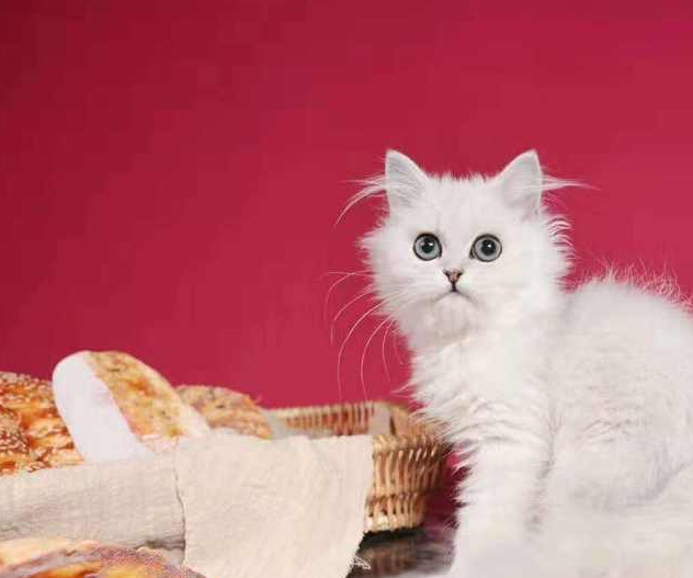 金吉拉猫原意是一种绒鼠的名称,原产于英国,祖先是安哥拉猫与波斯猫.