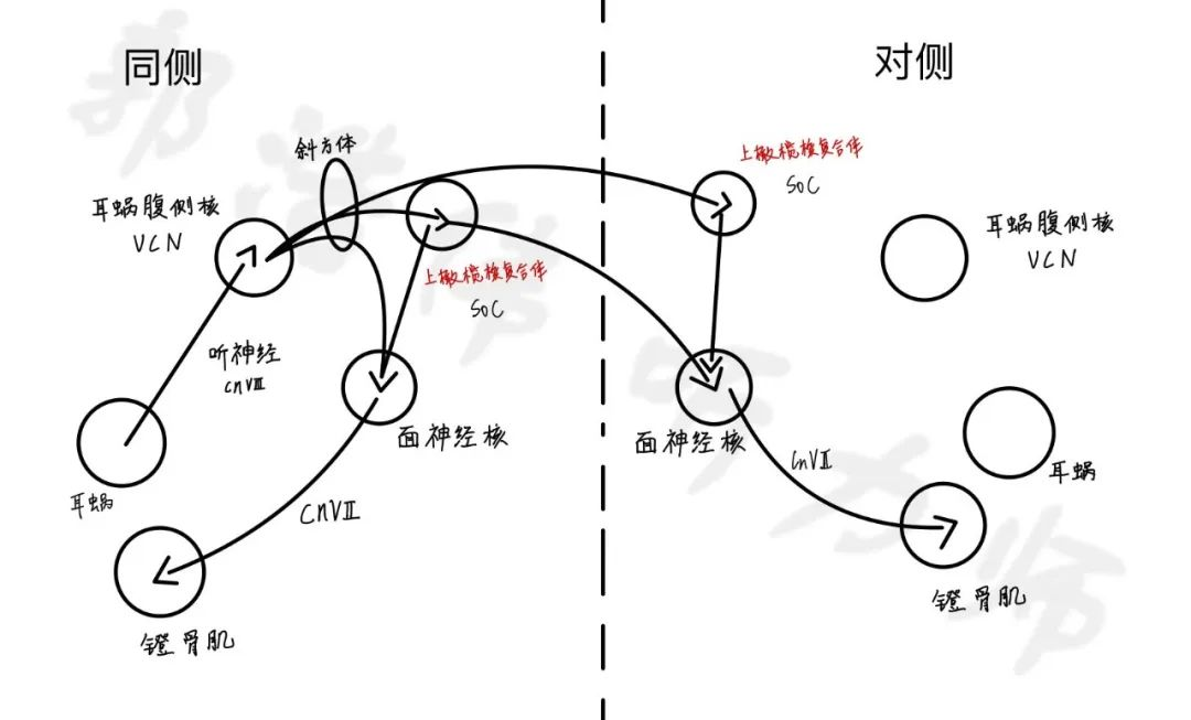 通城优利康助听器——声反射的生理机制