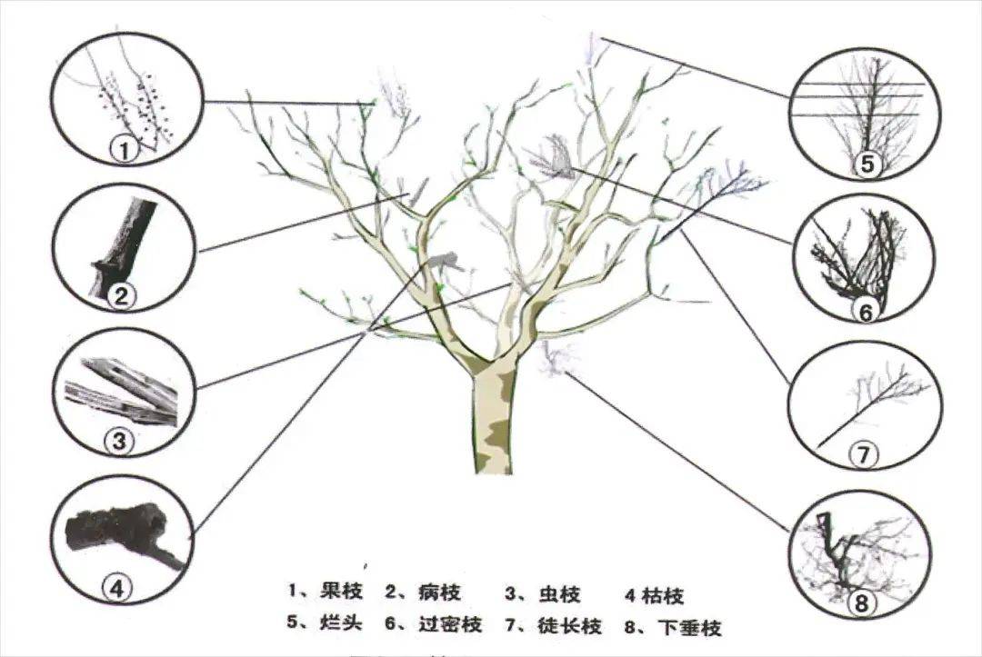 冬修正当时,悬铃木都流行哪些造型?