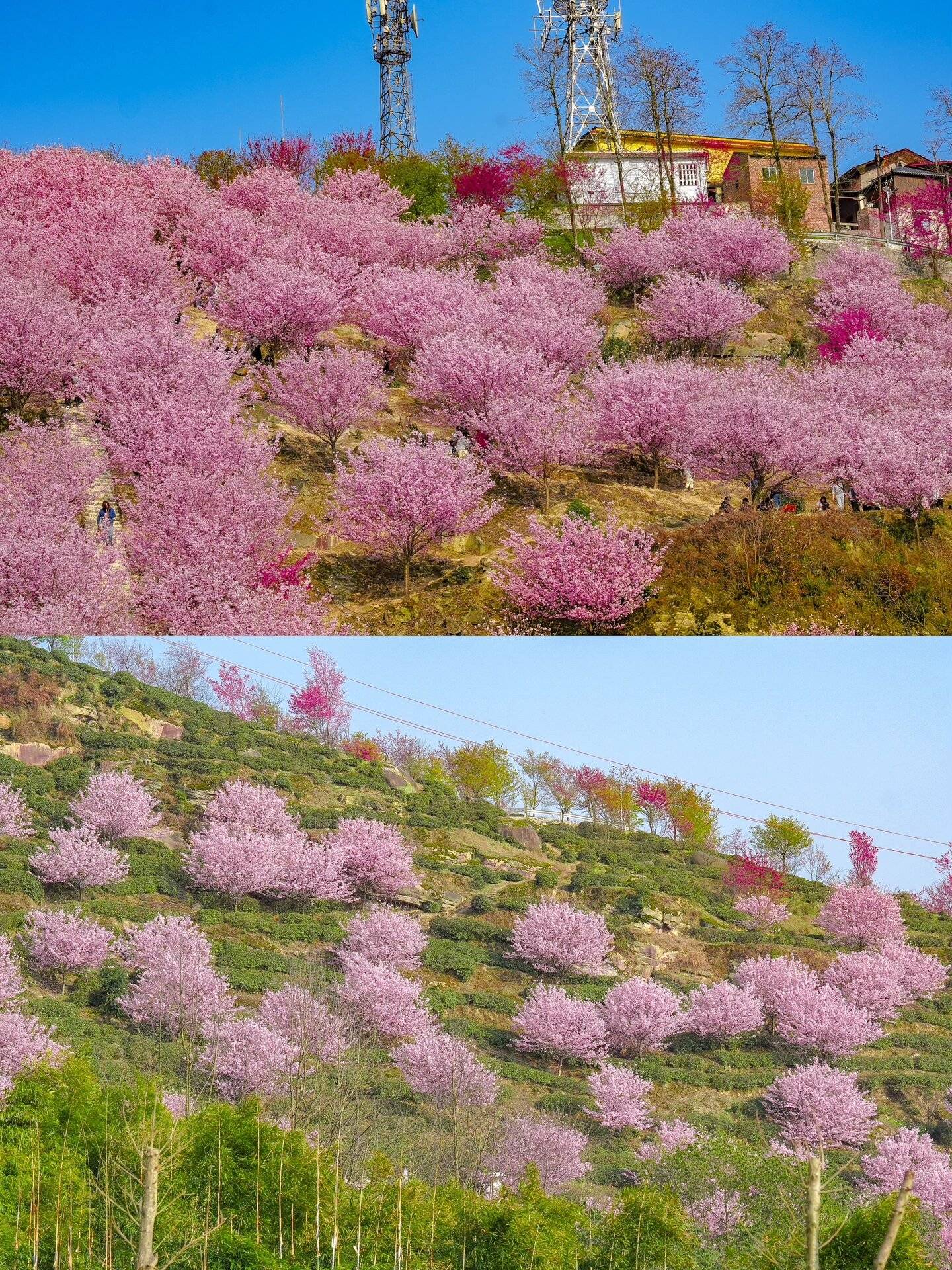 我愿称之为"重庆最治愈的花海"～_江津_机位_楼梯