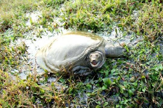 甲鱼温室养殖与外塘养殖有什么区别,本文全面介绍【实时更新】_常德