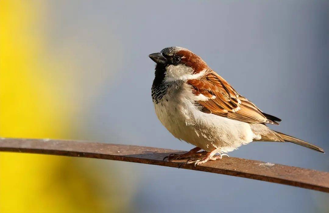 中国人不吃麻雀肉,麻雀这些年都去哪了?谜底曝光!_食物_栖息地_环境