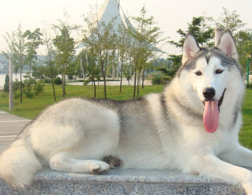 萨摩耶_泰迪_脾气