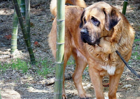 它是一种身体非常高大,性格非常凶猛,战斗力极强的獒犬,除了能够帮助