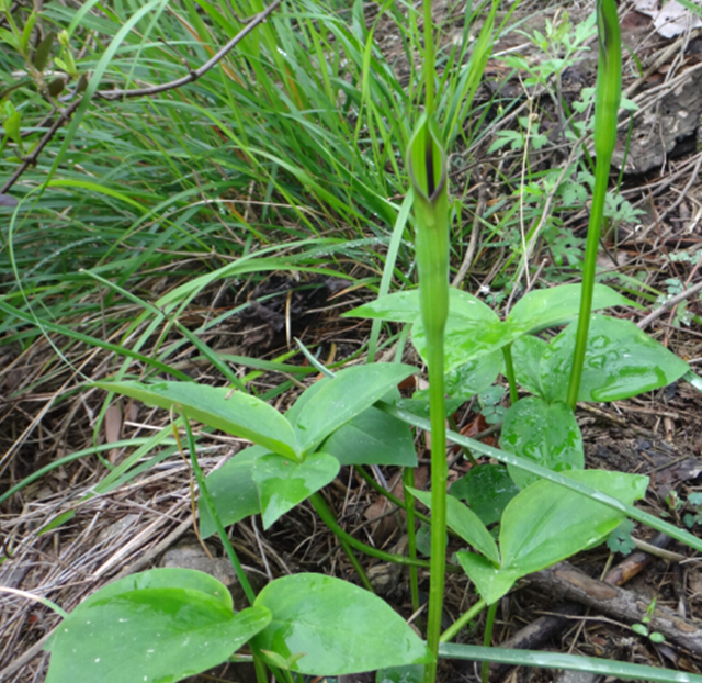 农村庄稼地里一种野草"半夏",稀罕货价值大,网友:1斤80元_药材_地方_