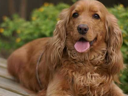 可卡犬的喂养方法_狗狗_成年_时候