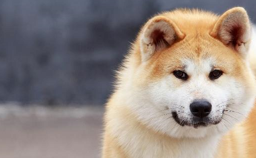 手机未来:萌宠之秋田犬的养成,你知道多少呢?_修剪_毛发_主人