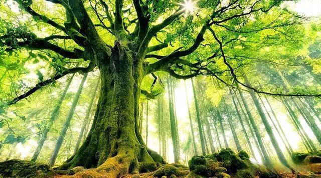 五行之间的关系您了解吗?五旺(时旭望)为您解析_文化_自然_万物