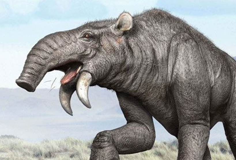 恐象和现在大象不同的是上颚没有粗壮的獠牙,恐象的獠牙在下颚,嘴里