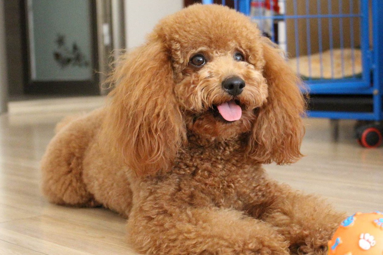 为什么要养泰迪,看了泰迪这些优缺点,相信你也会喜欢它_狗狗_时候