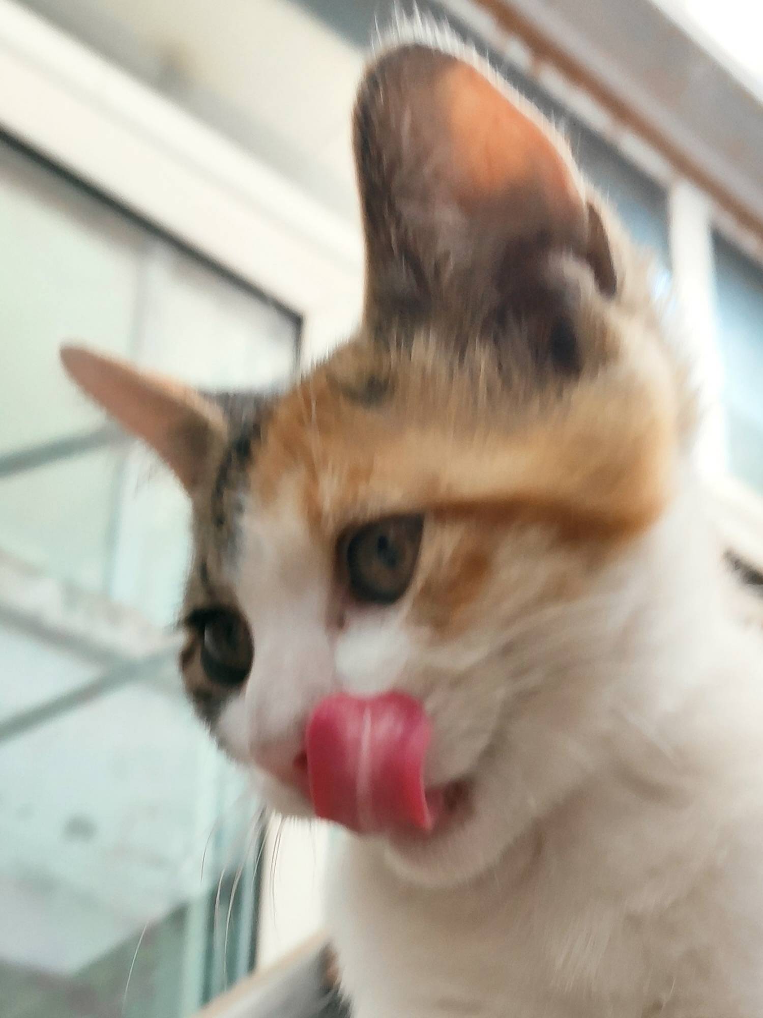 小花猫在线观看免费版
