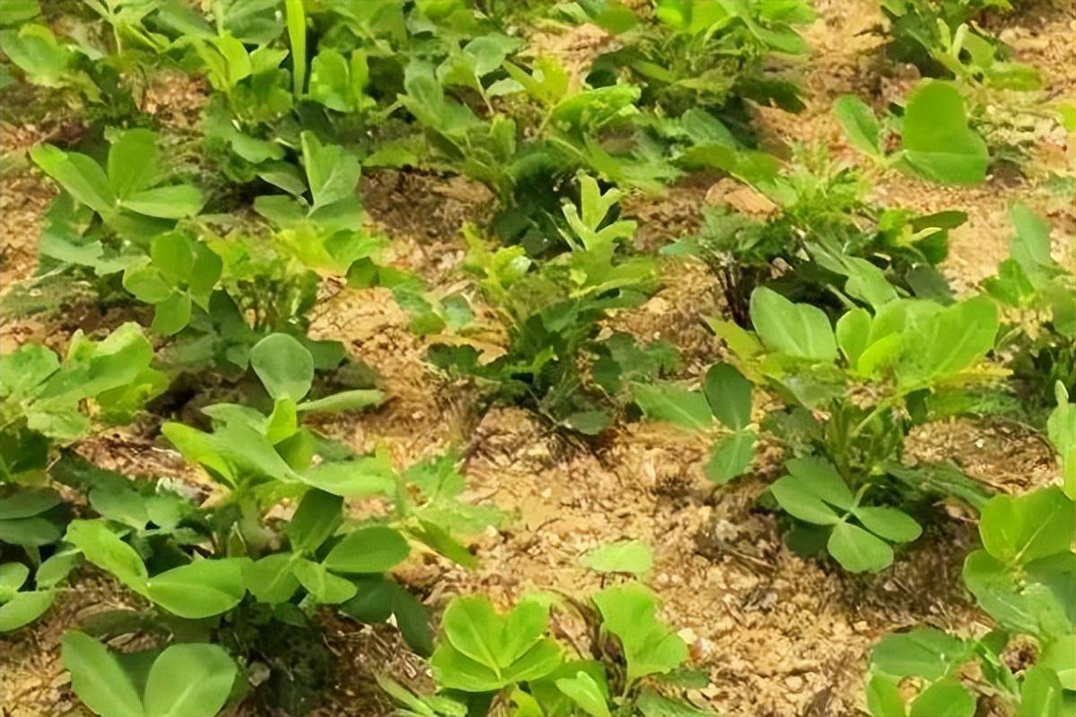 花生出芽率不高,该怎么处理?_种子_进行_土壤