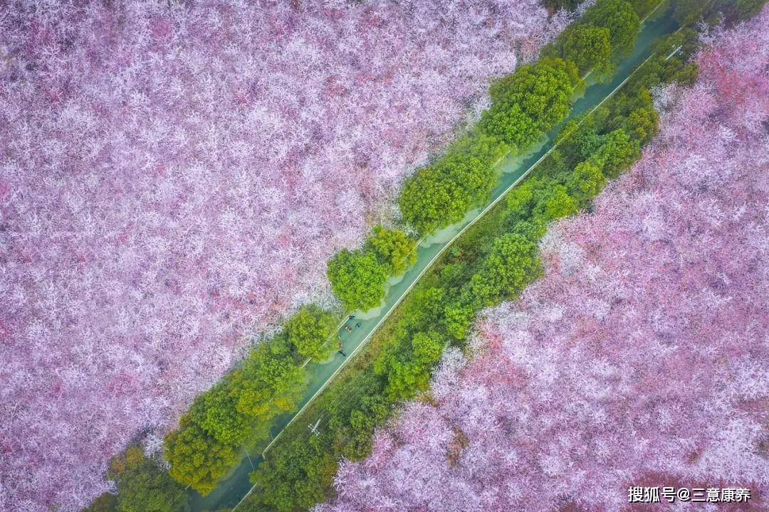 也可以徒步分割成了许多个独立小岛上万亩的樱花被红枫湖在平坝农场