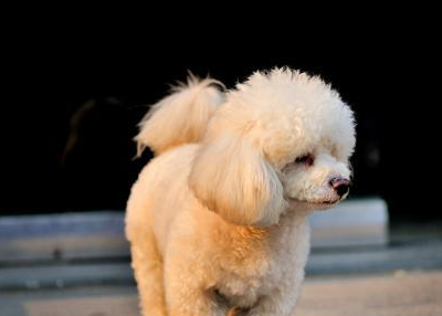 身为一种小型犬的它们运动量上可以说是比一些中型的狗狗都大的.