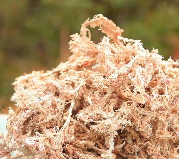 大神养多肉,配点这些基质,不烂根,肉嘟嘟_土壤_排水_叶土